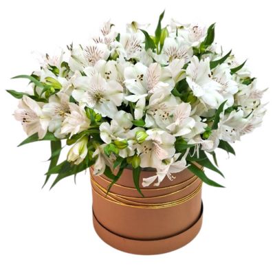 Box Vit�ria