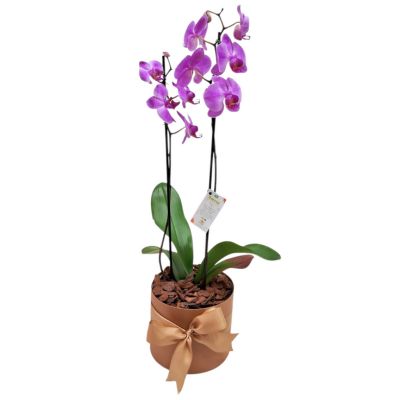 Eleg�ncia Box